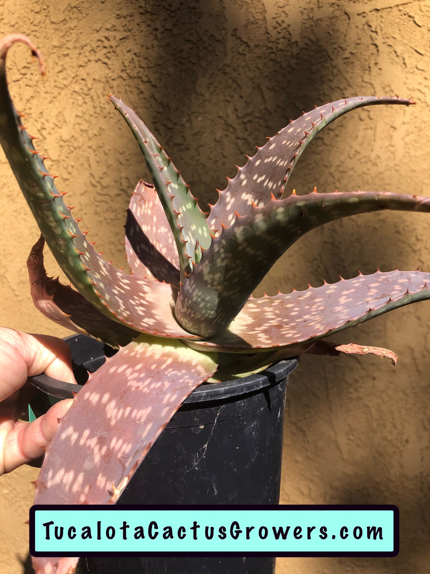 Aloe swynnertonii 12"W 7"T#1G