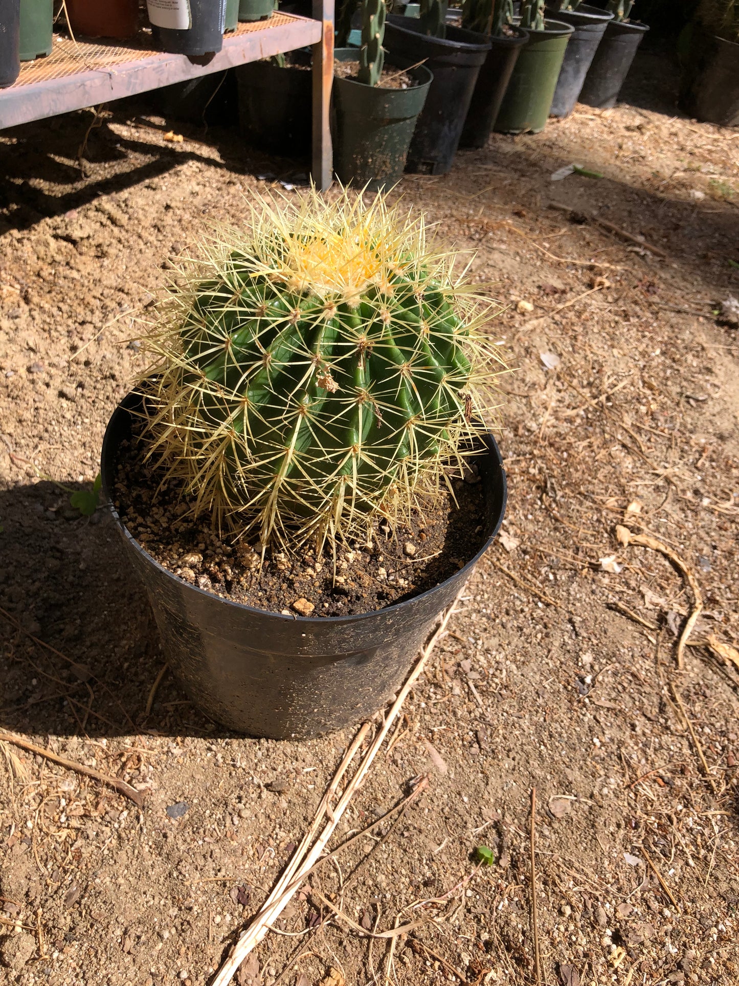 Echinocactus grusonii Golden Barrel 7"Wide #26W