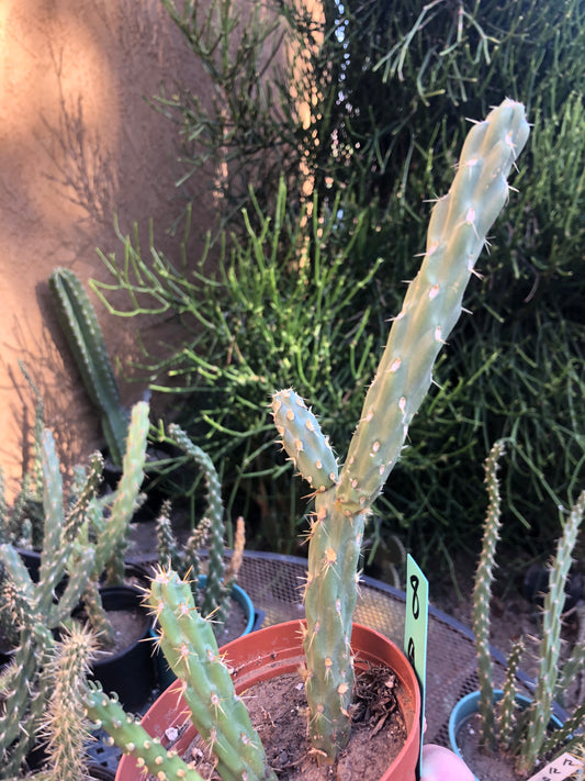 Cylindropuntia imbricata Buckhorn Cholla 9”Tall #8G