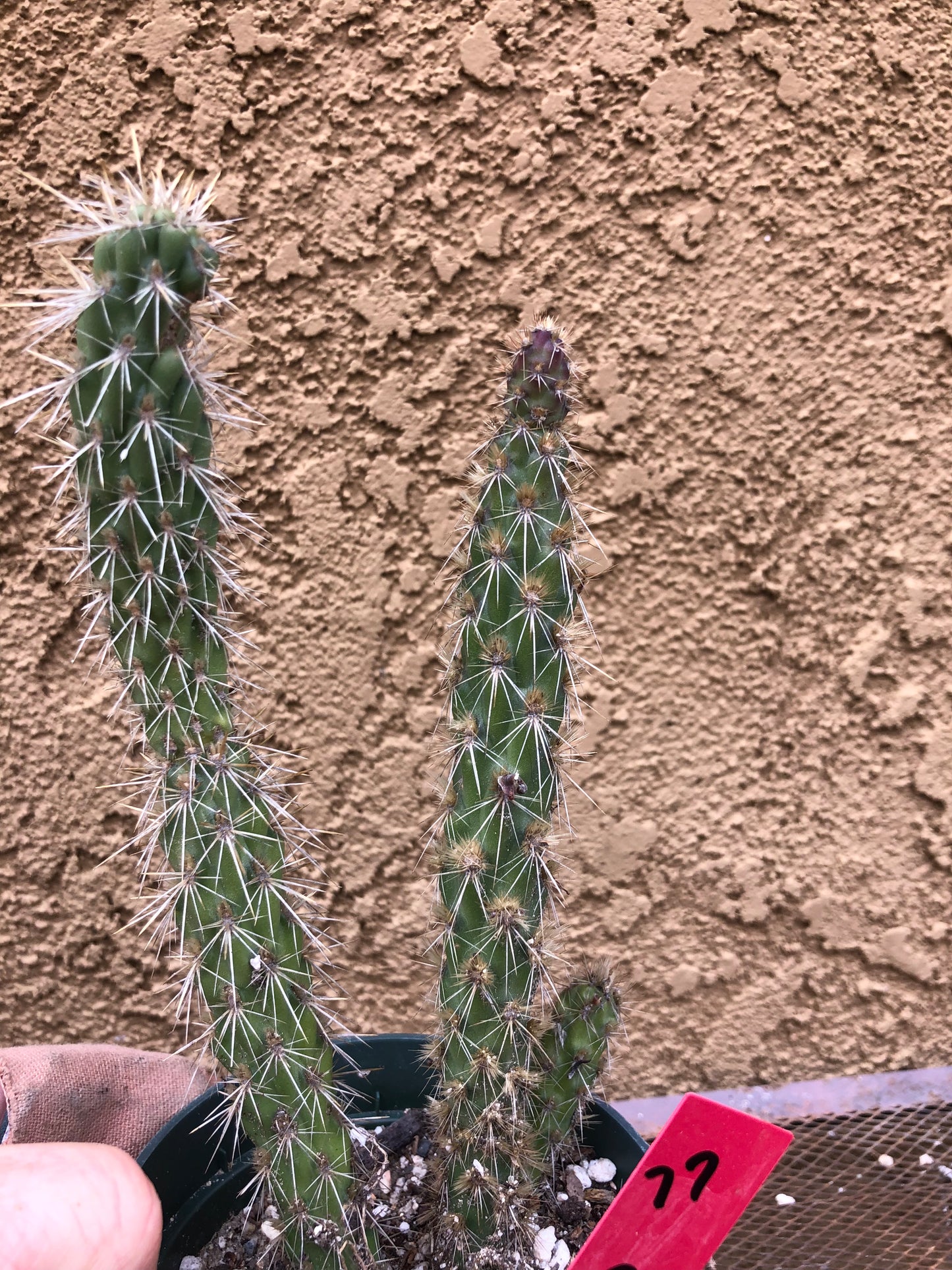 Cylindropuntia imbricata Buckhorn Cholla 7”Tall #77R