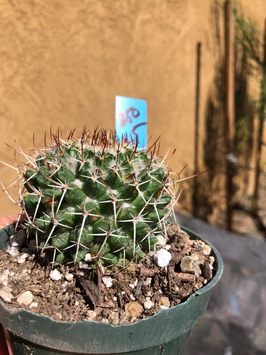 Mammillaria nejapensis Silver Arrows 2.5” Wide #250B