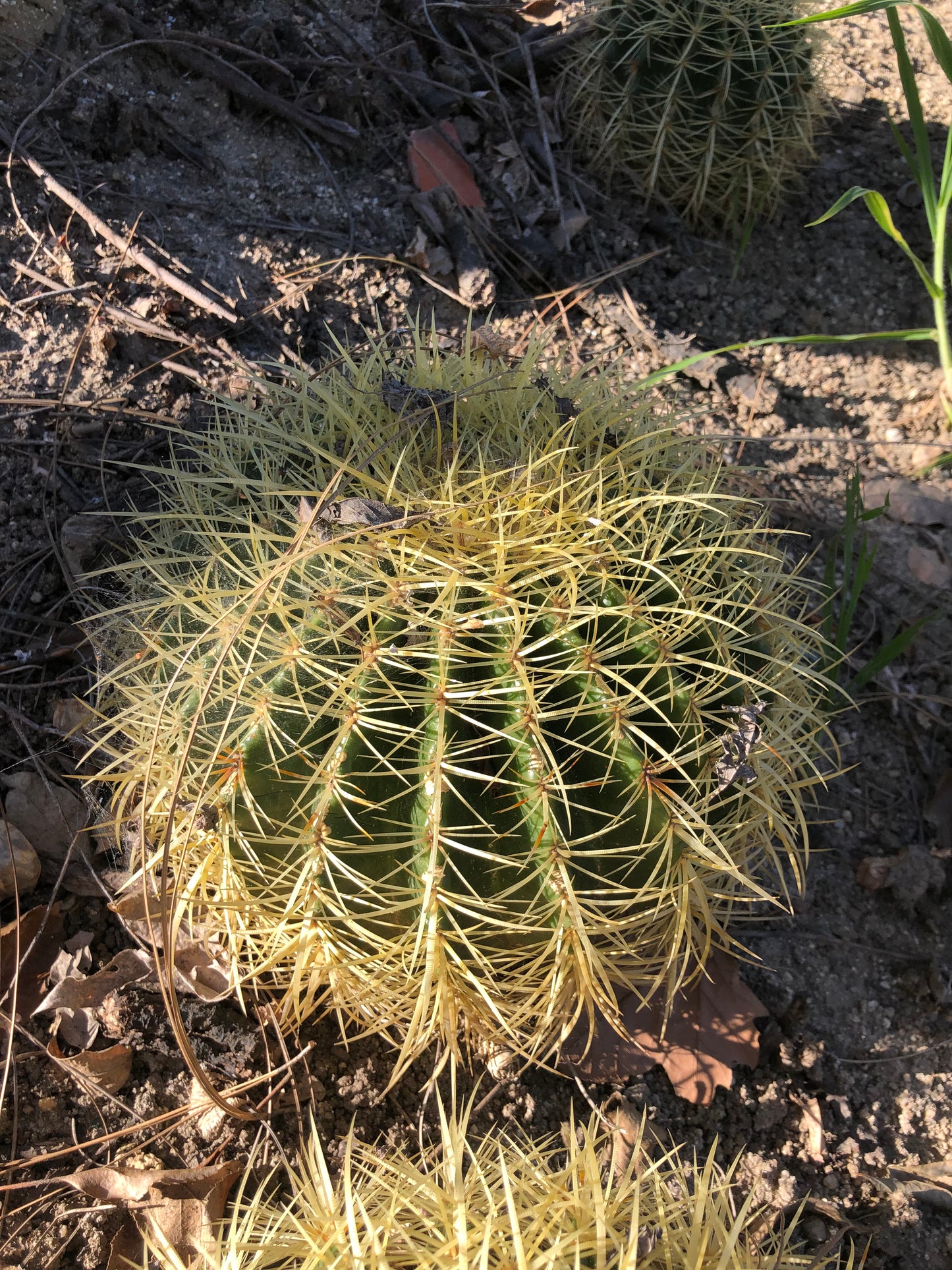 Echinocactus grusonii Golden Barrel 10"W