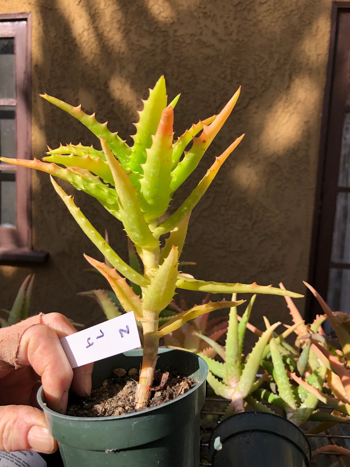 Aloe congolensis Congo Aloe Succulent 7”Tall 4"Wide #2W