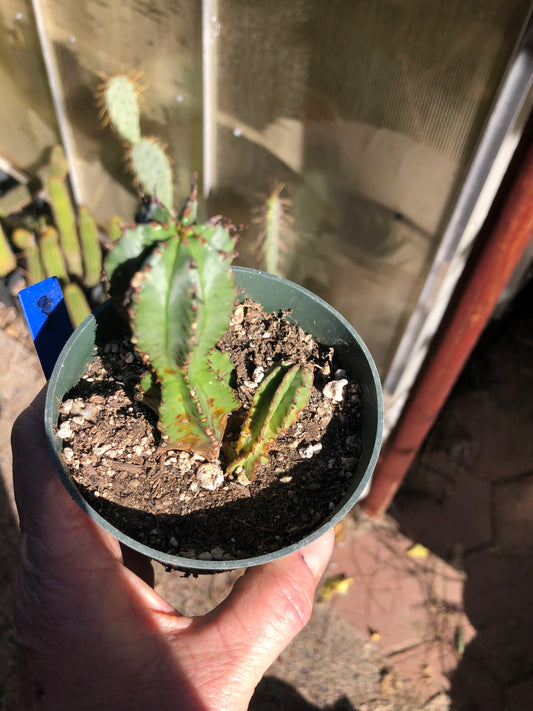 Euphorbia anoplia Green Tanzanian Zipper 4"Tall  #3B