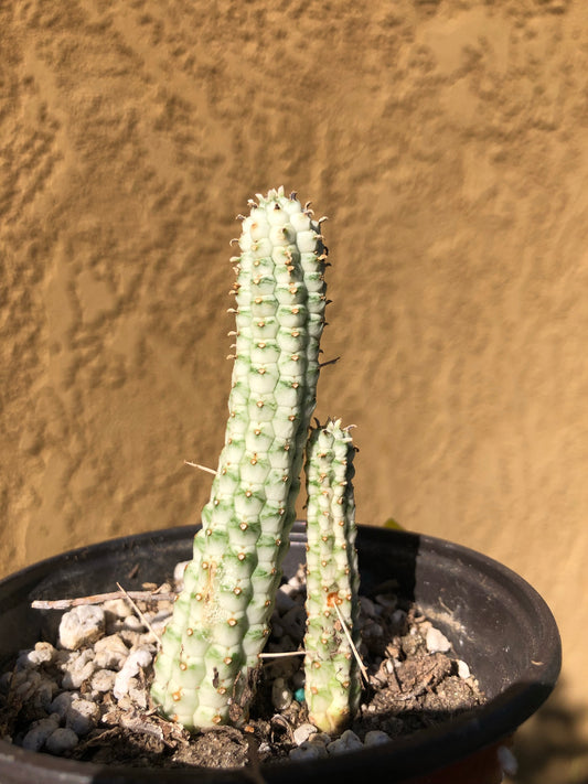 Euphorbia mammillarias variegata Corn Cob 4"T #7Y