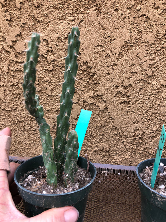 Cylindropuntia imbricata Buckhorn Cholla 7.5”Tall #61G