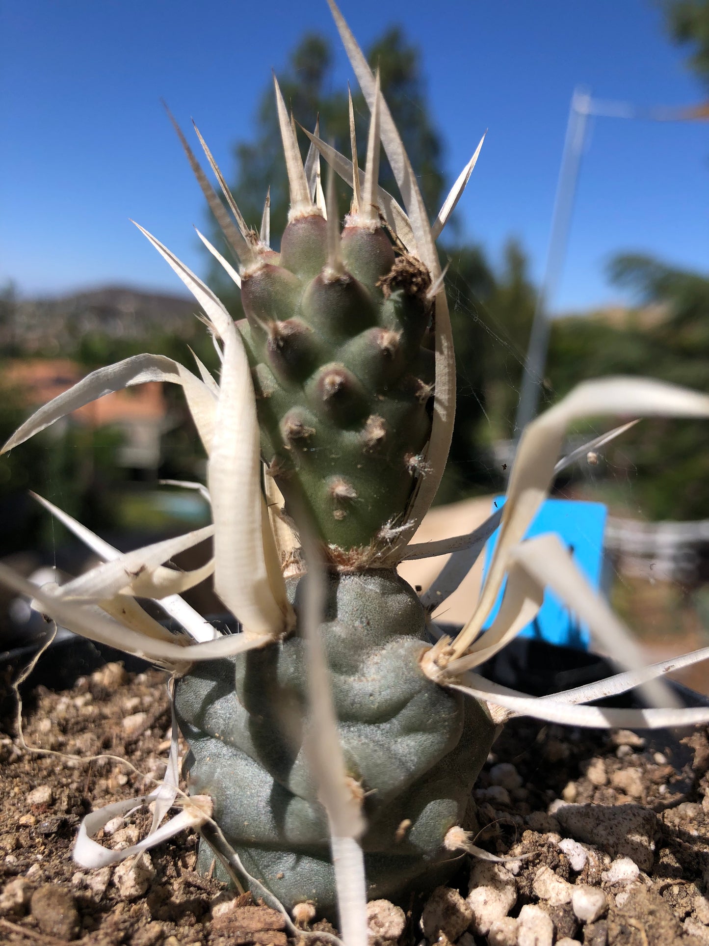 Tephrocactus articulatus papyracanthus Paper Cactus 2"T #2B