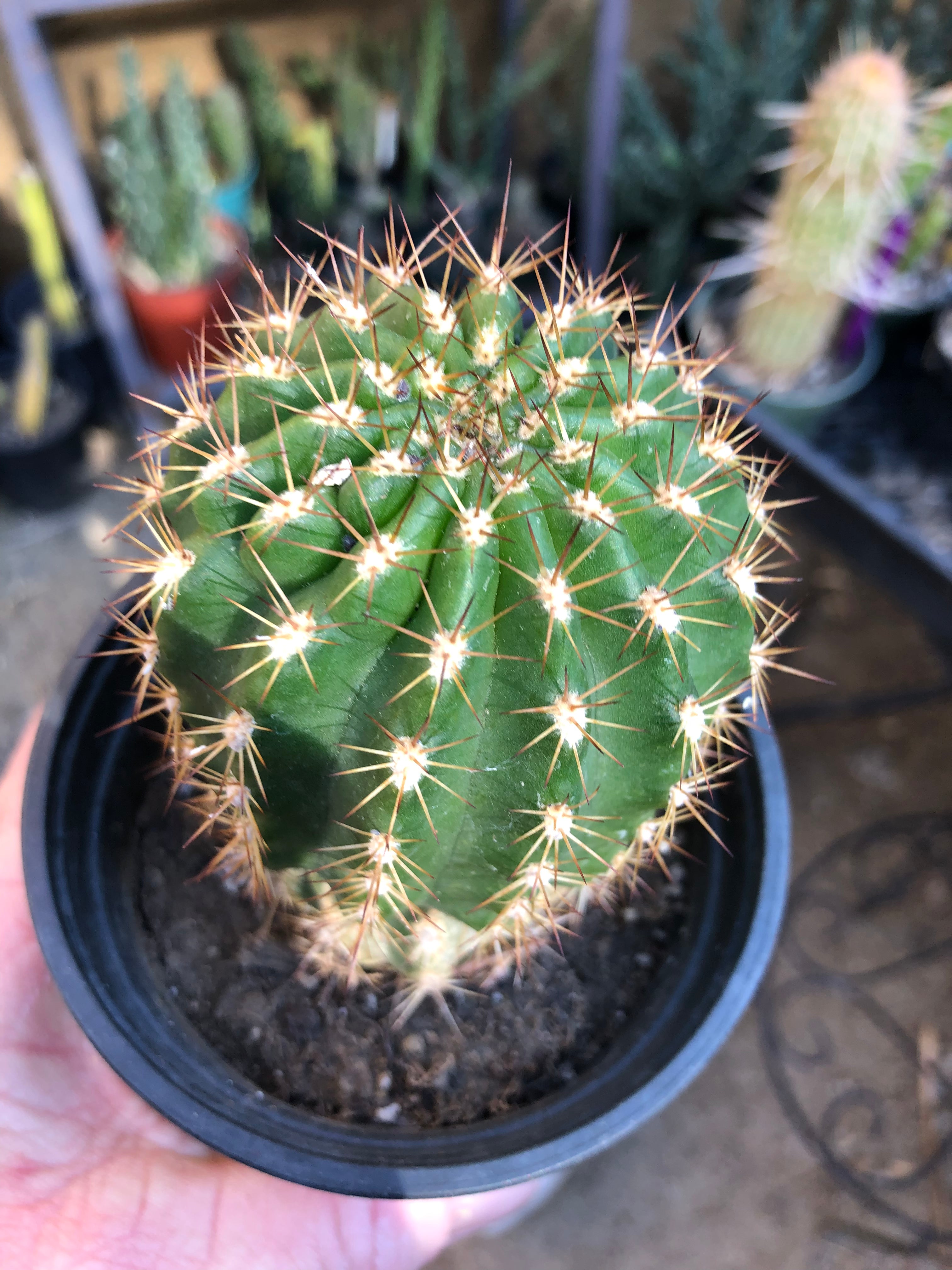 Trichocereus grandiflorus Torch 4