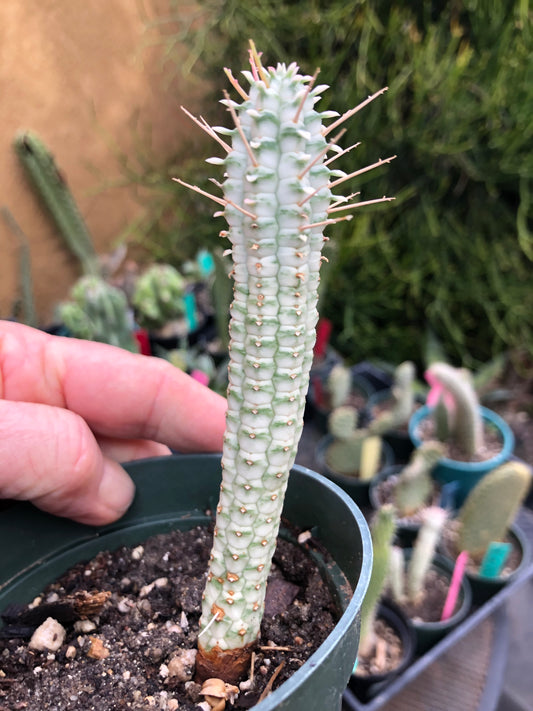 Euphorbia mammillarias variegata Corn Cob 4.5"Tall #1B