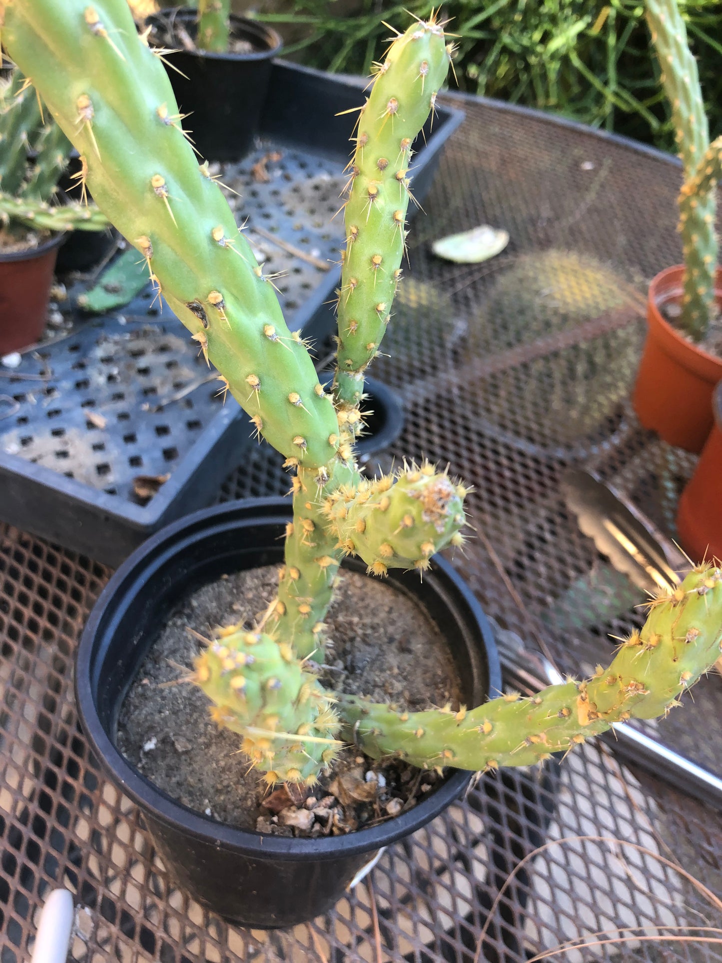 Cylindropuntia imbricata Buckhorn Cholla 11”T #13Y