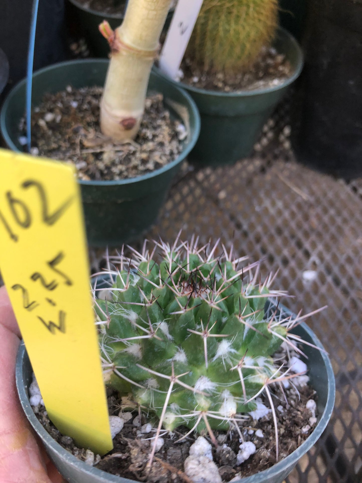 Mammillaria nejapensis Silver Arrows  2.25” Wide#102Y