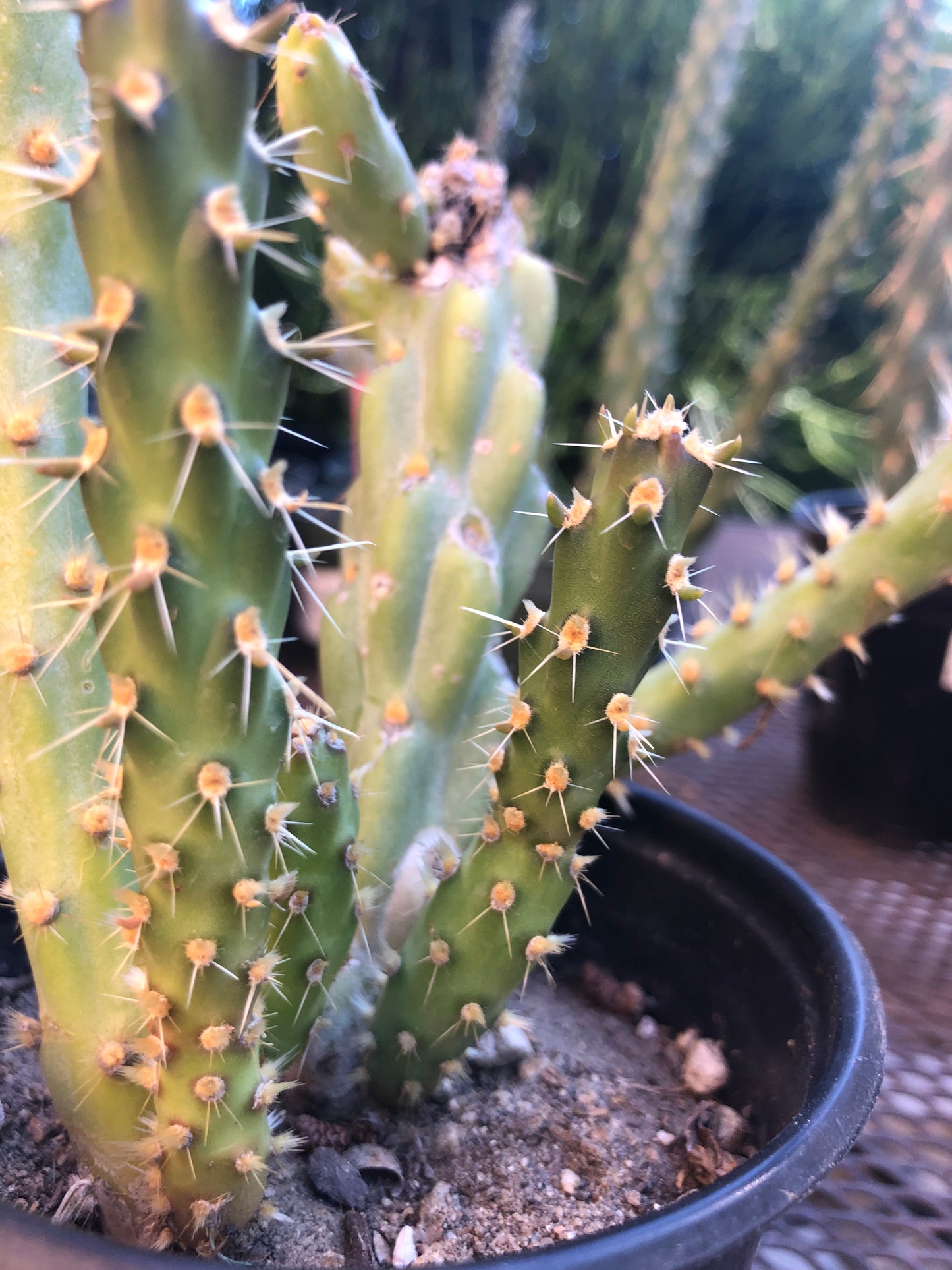 Cylindropuntia imbricata Buckhorn Cholla 9”Tall #7R