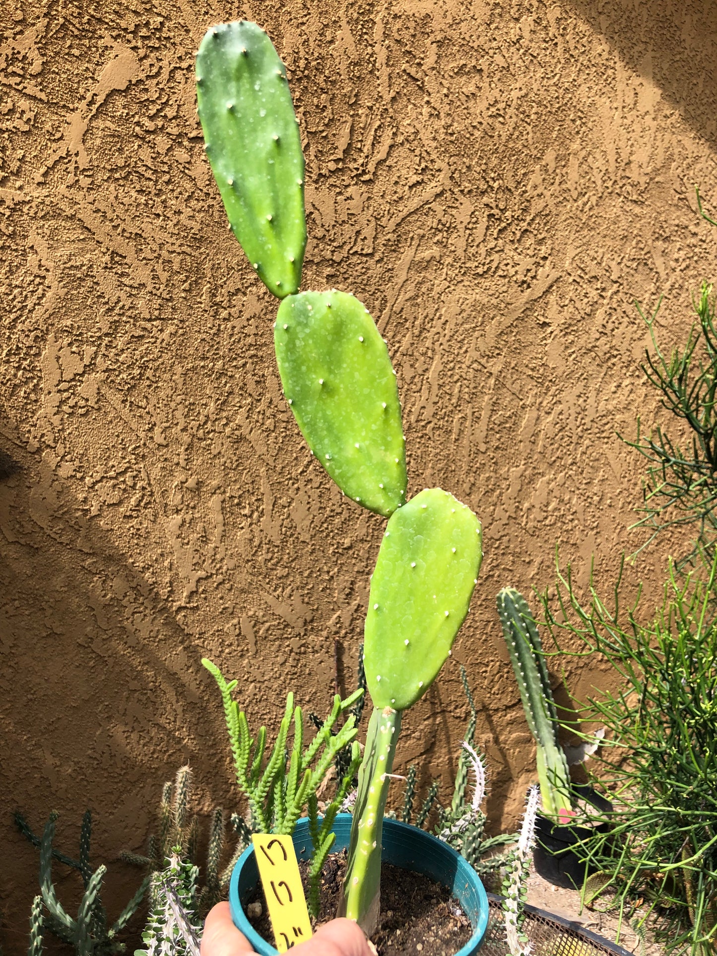Opuntia Emerald wave Cactus 18”Tall #18G