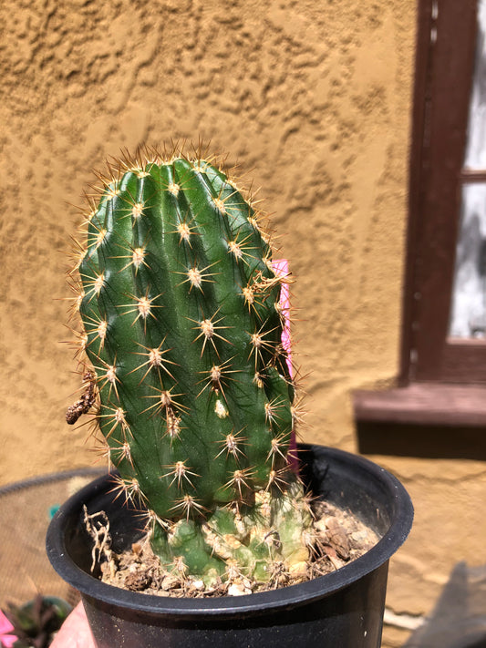 Trichocereus grandiflorus Torch 5” Tall #11P