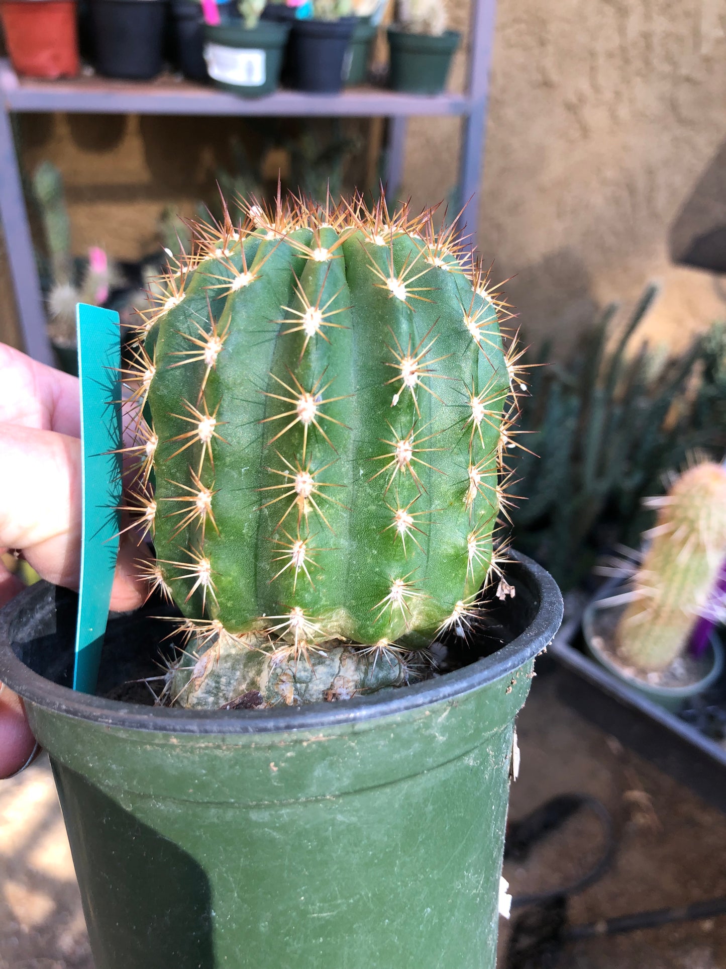 Trichocereus grandiflorus Torch 4"T #4G