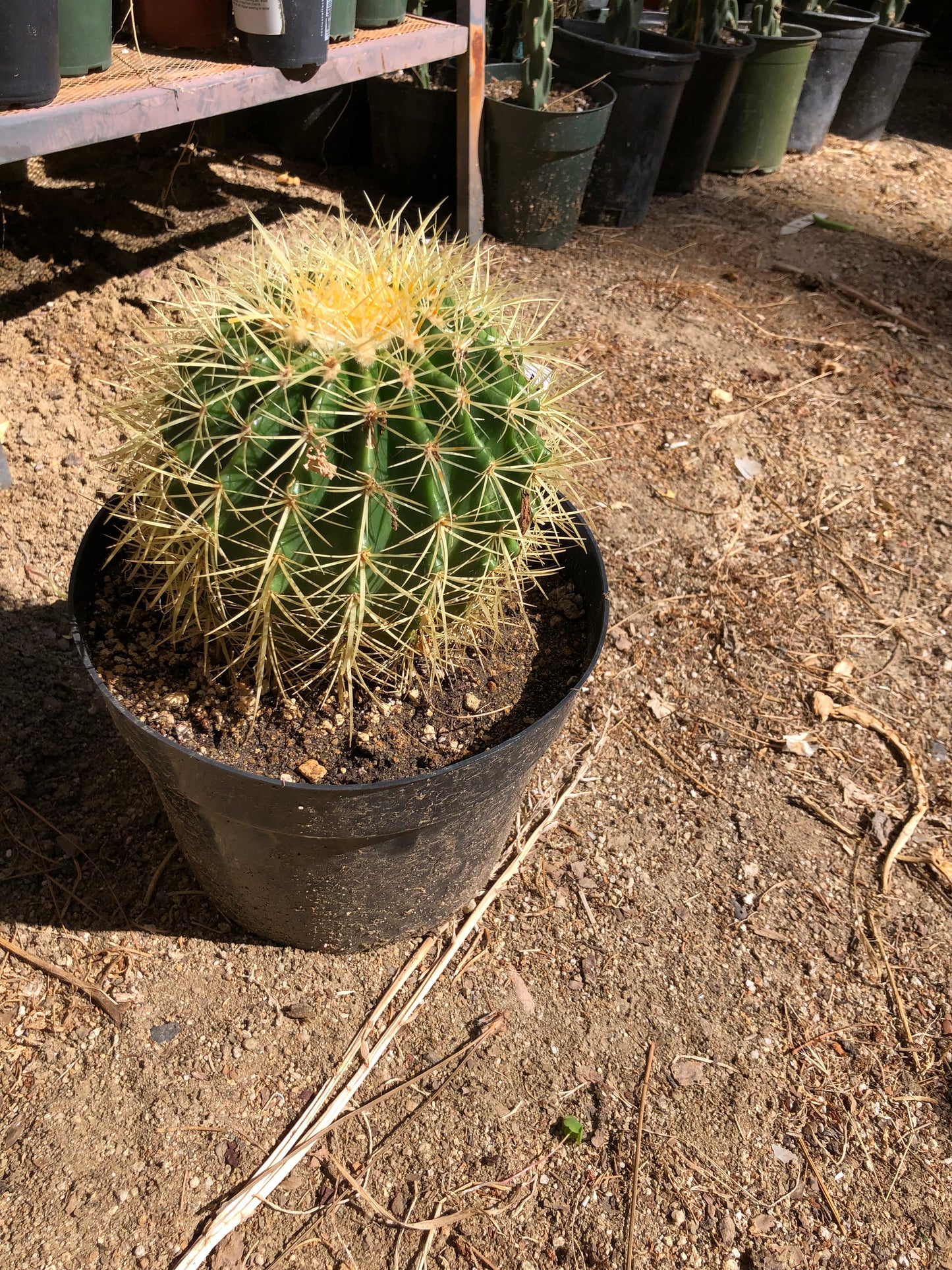 Echinocactus grusonii Golden Barrel 7"Wide #26W