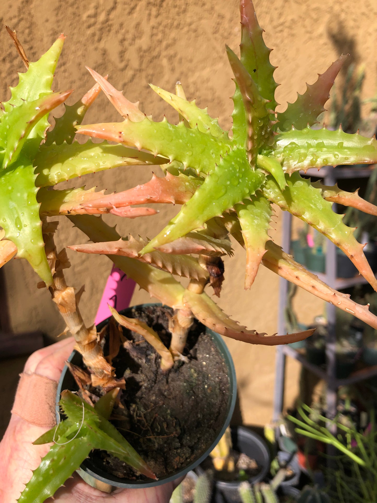 Aloe congolensis Congo Aloe Succulent 7”Tall #7P