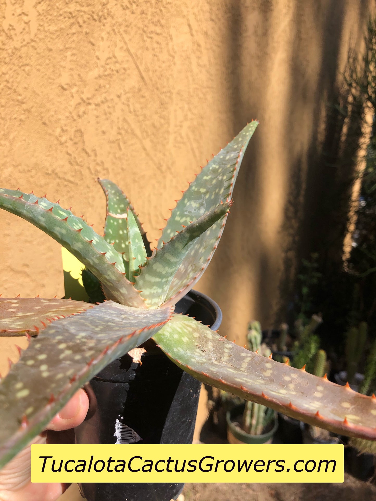 Aloe swynnertonii 13"Wide #1Y