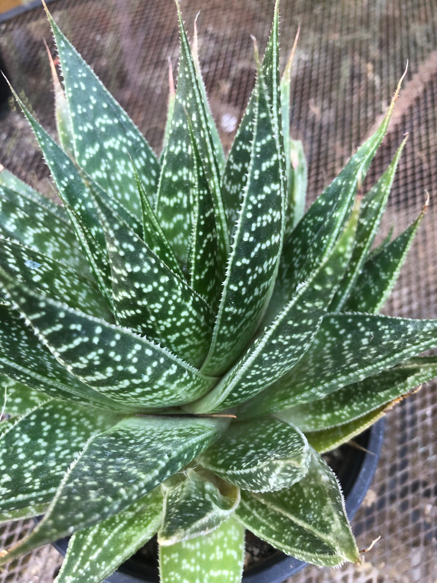 Guinea-fowl aloe Extra Large Aristaloe aristata 9”Wide 7”Tall #71B