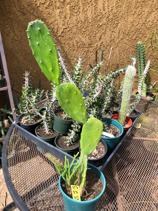 Opuntia Emerald wave Cactus 18”Tall #18G