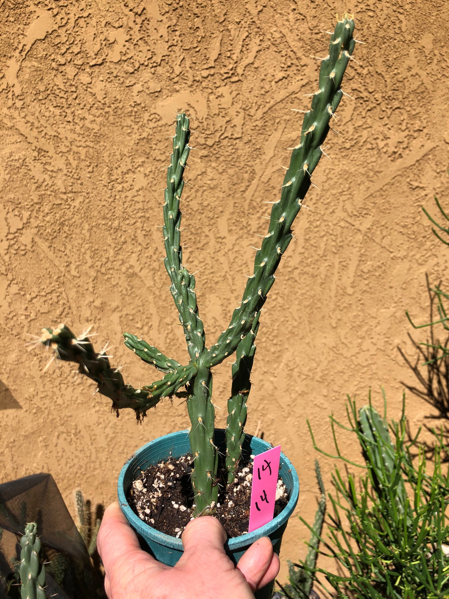 Cholla Cylindropuntia Imbricata  Buckhorn 14”Tall #14P