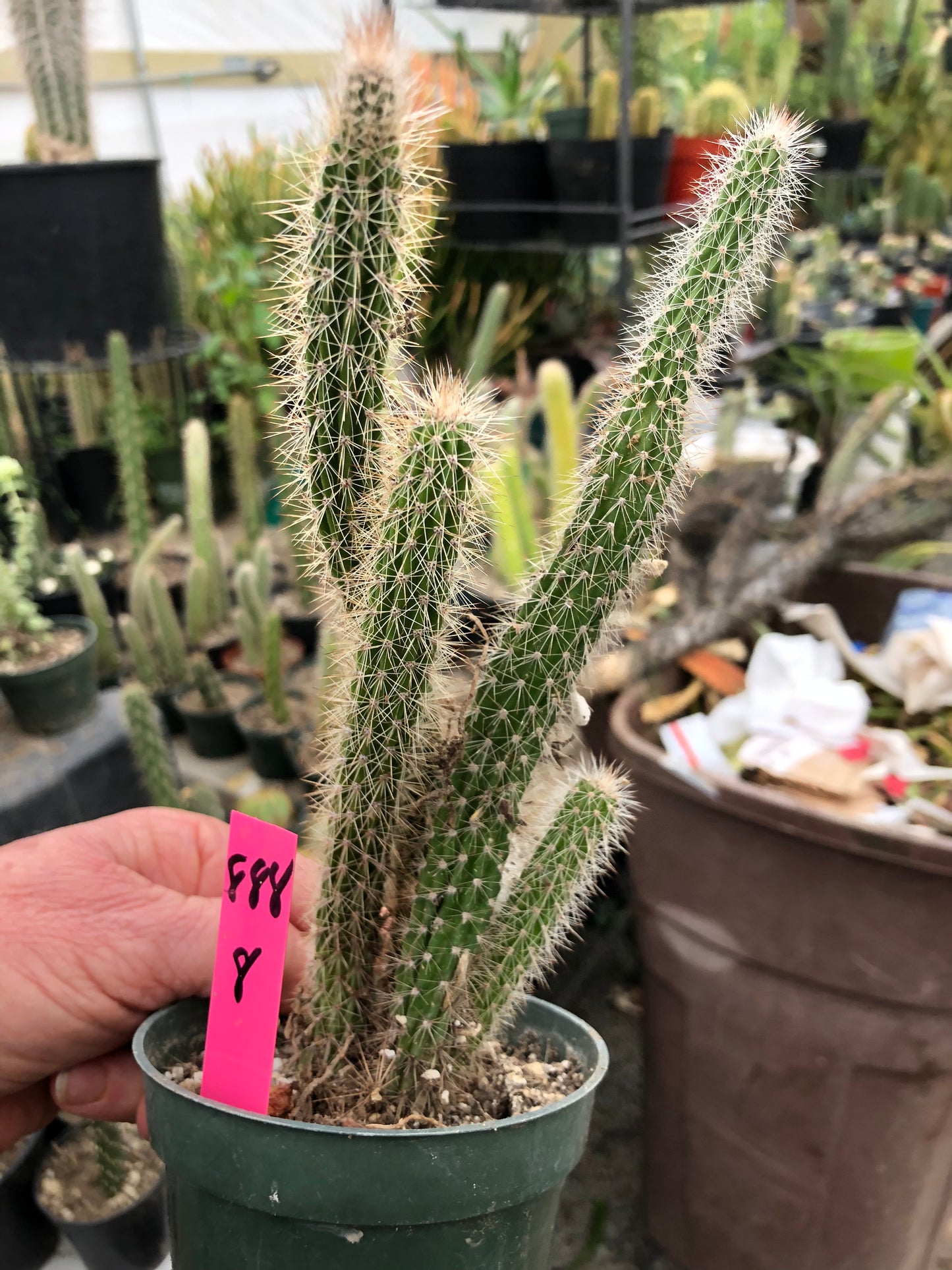Echinocereus pensilis Snake Cactus Plant 8"Tall #69W