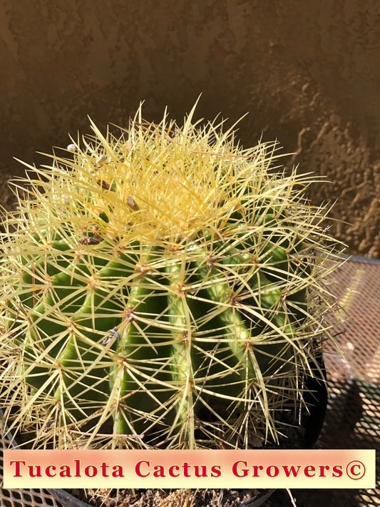 Echinocactus grusonii Golden Barrel 8"Wide