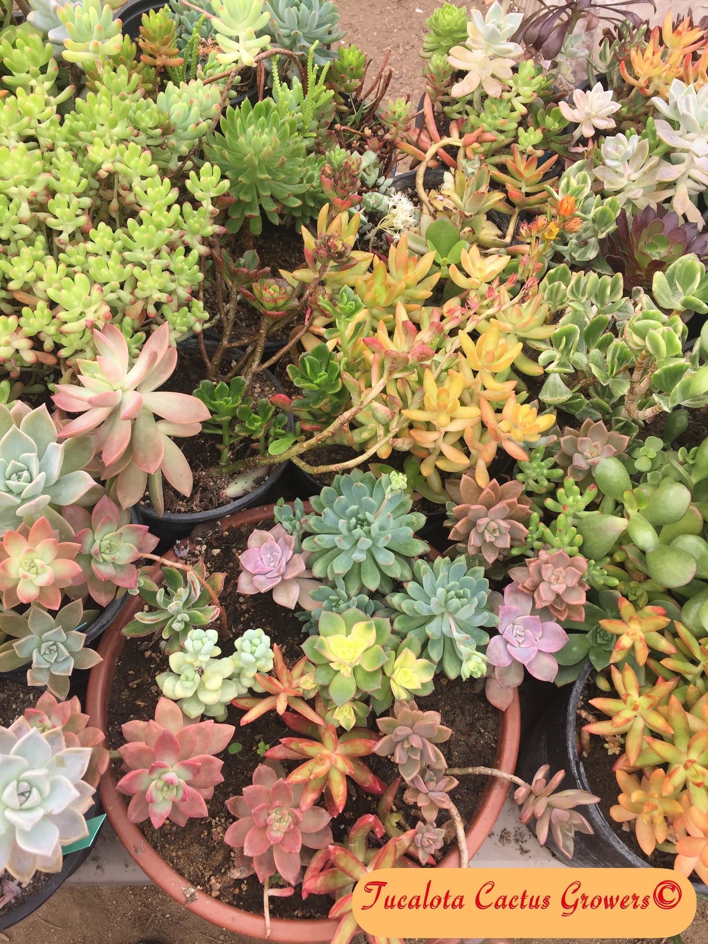 Assorted Succulent Clippings (20)  3"-5"T