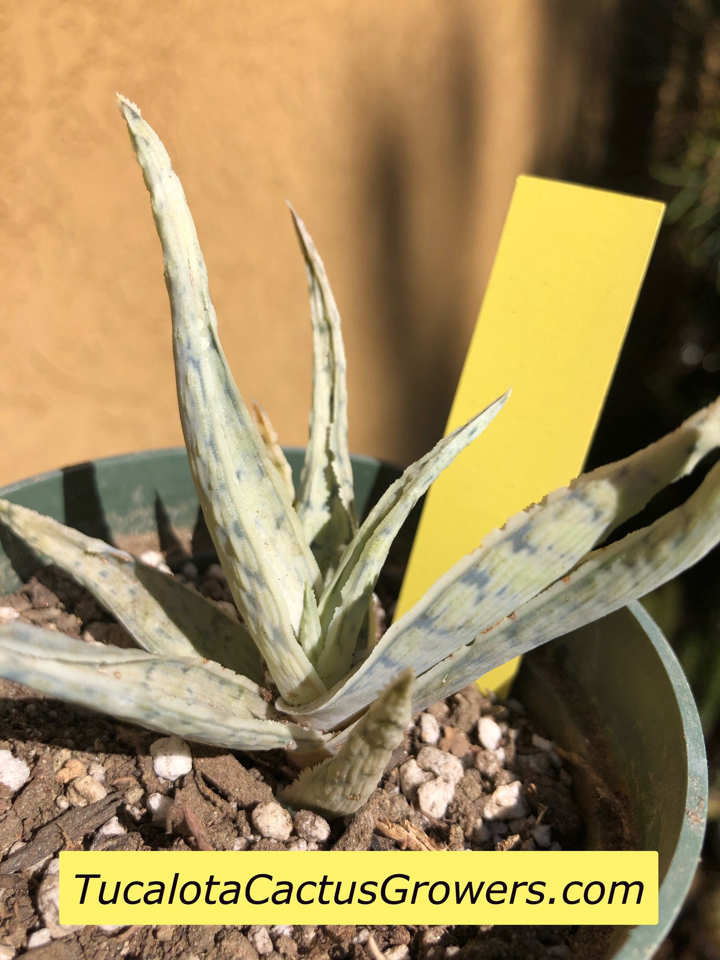 Aloe Hybrid Snow Drift 3”W #1Y