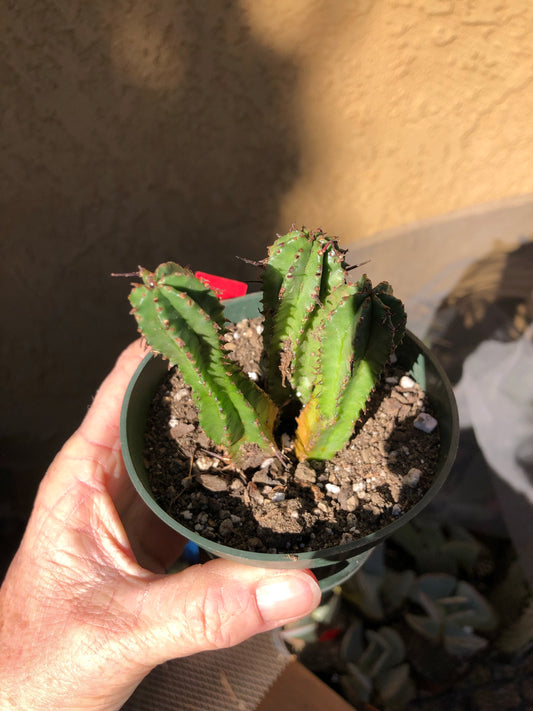 Euphorbia anoplia Green Tanzanian Zipper 3"T  #6R