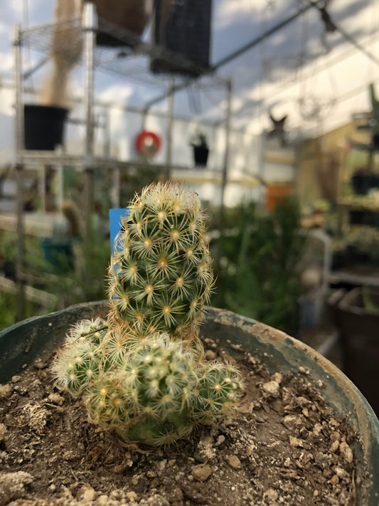 Mammillaria elongata Lady Finger 2.5" Tall #2B