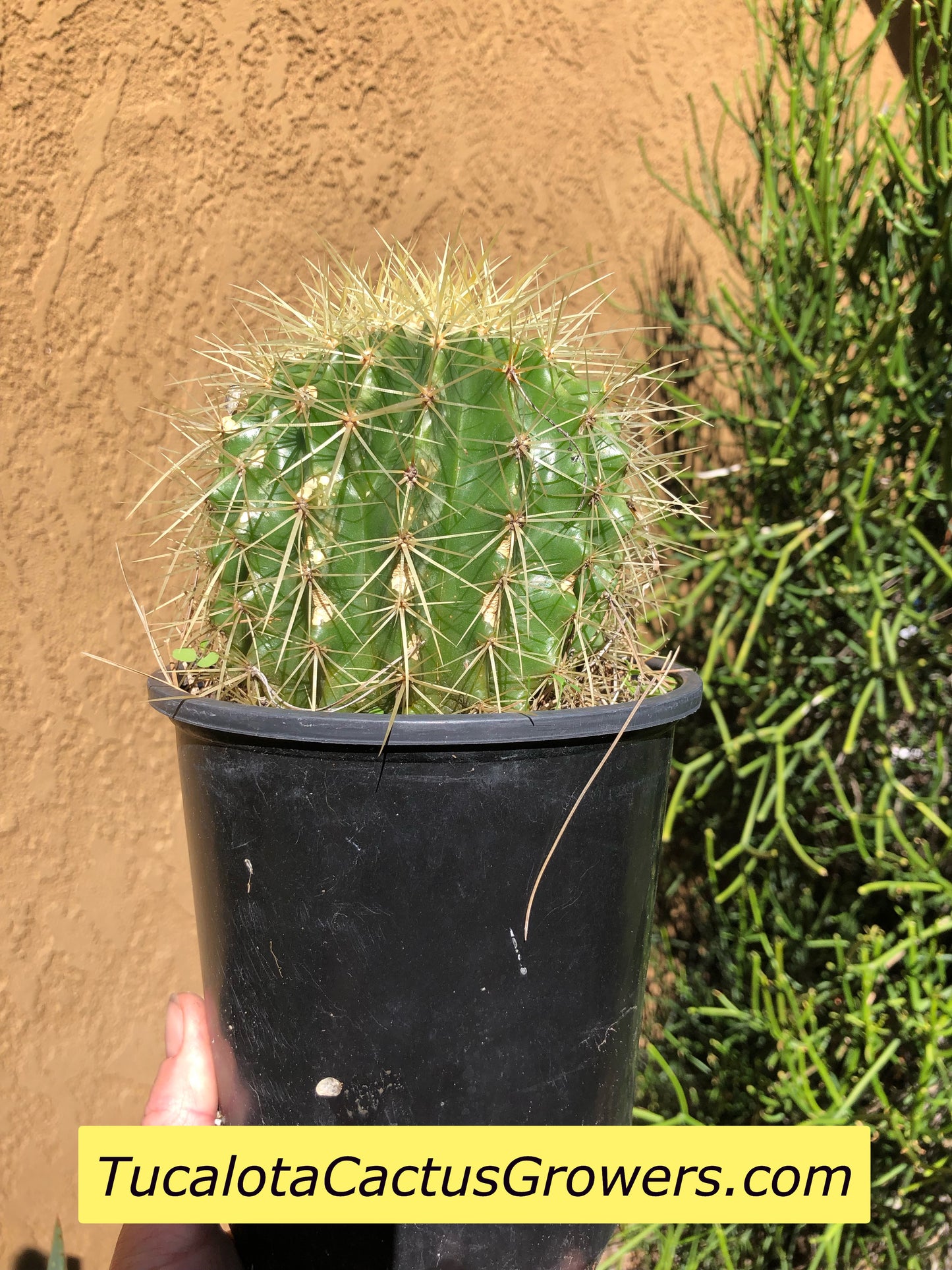 Echinocactus grusonii Golden Barrel 5"Wide #7G