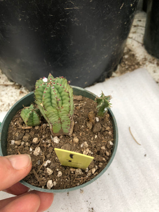 Euphorbia anoplia Green Tanzanian Zipper 2"Tall #1Y