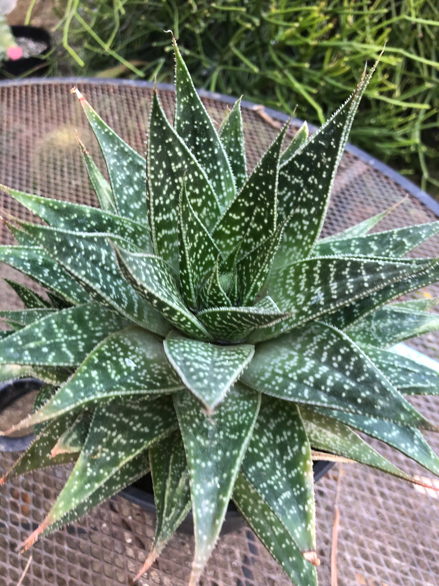 Guinea-fowl aloe Extra Large Aristaloe aristata 9”Wide 7”Tall #71B