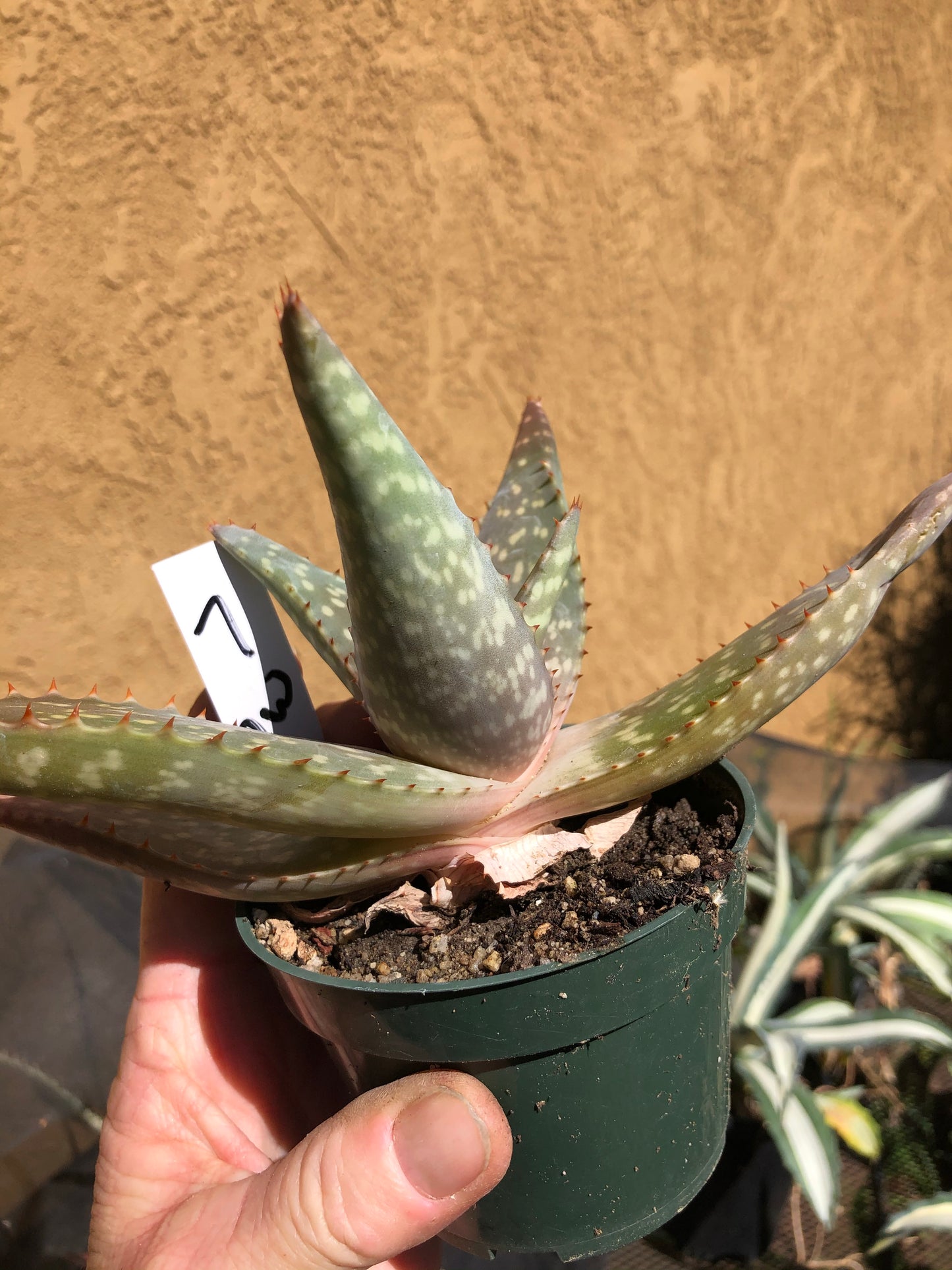 Aloe swynnertonii 7"Wide #7W