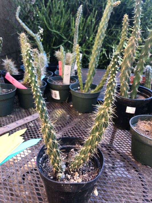 Cylindropuntia imbricata Buckhorn Cholla 11”Tall #5B