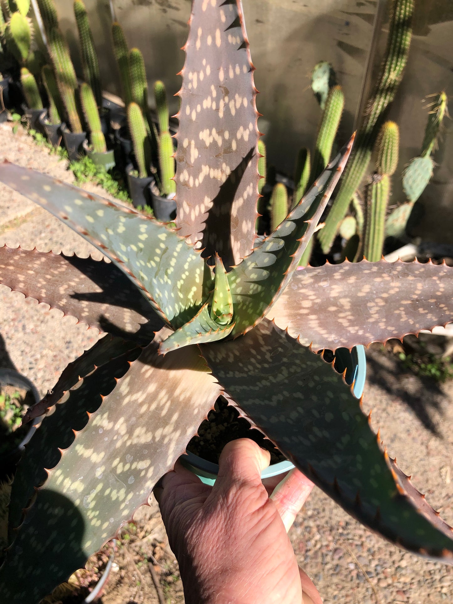 Aloe swynnertonii 17"W Extra Large #1B