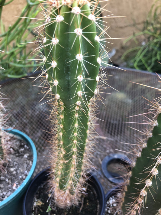 Pilosocereus gounellei Xique Cactus 10" Tall #6R