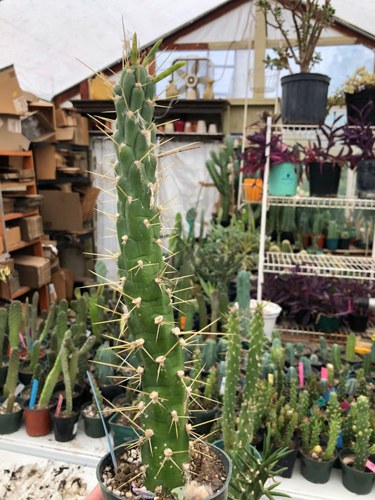 Austrocylindropuntia Full Size Eve's Needle 14"Tall #14B