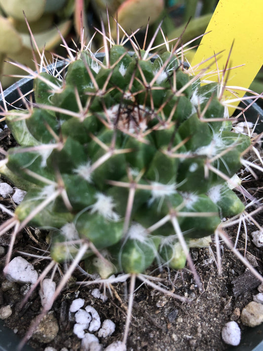 Mammillaria nejapensis Silver Arrows  2.25” Wide#102Y