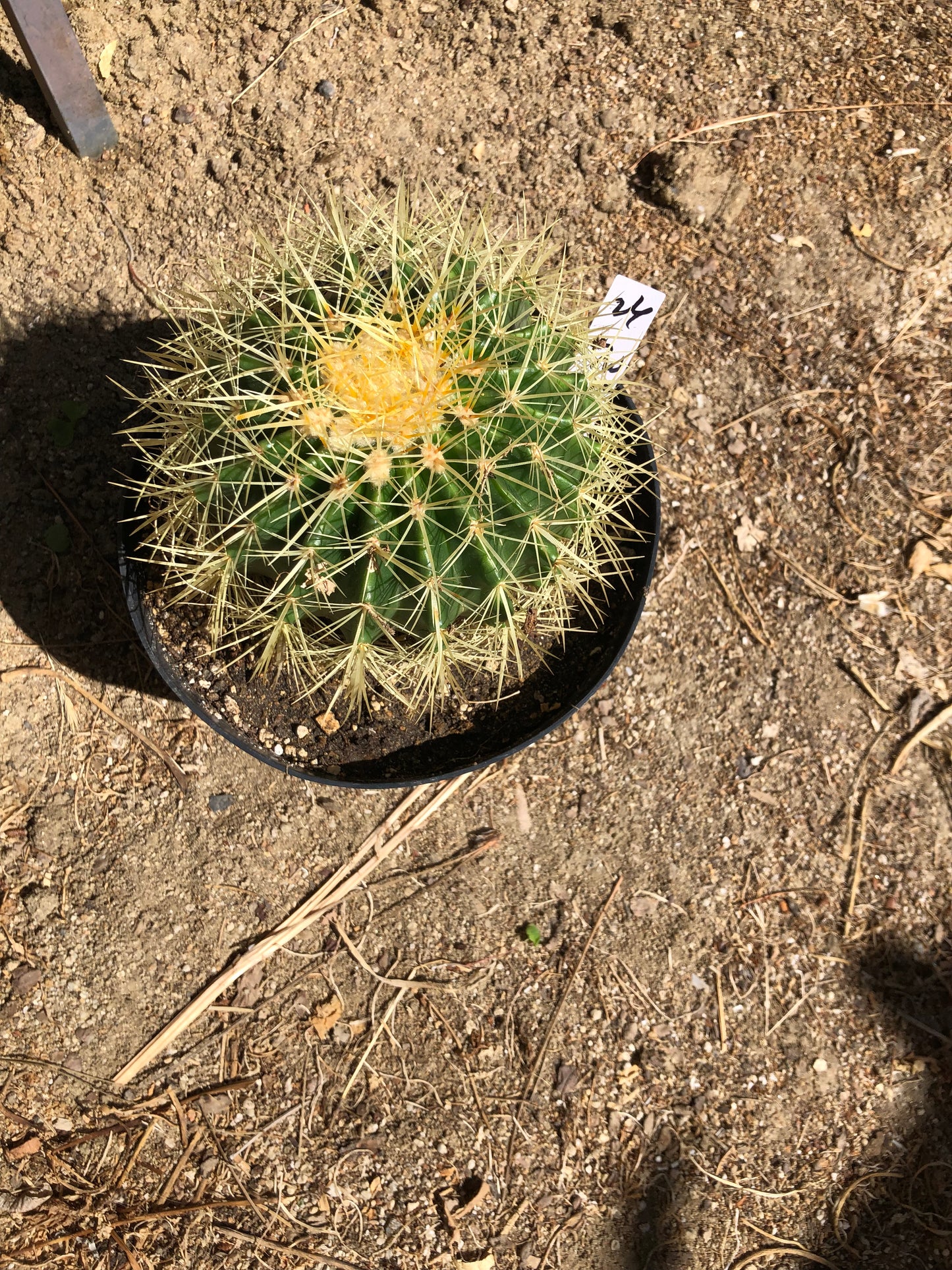Echinocactus grusonii Golden Barrel 7"Wide #26W