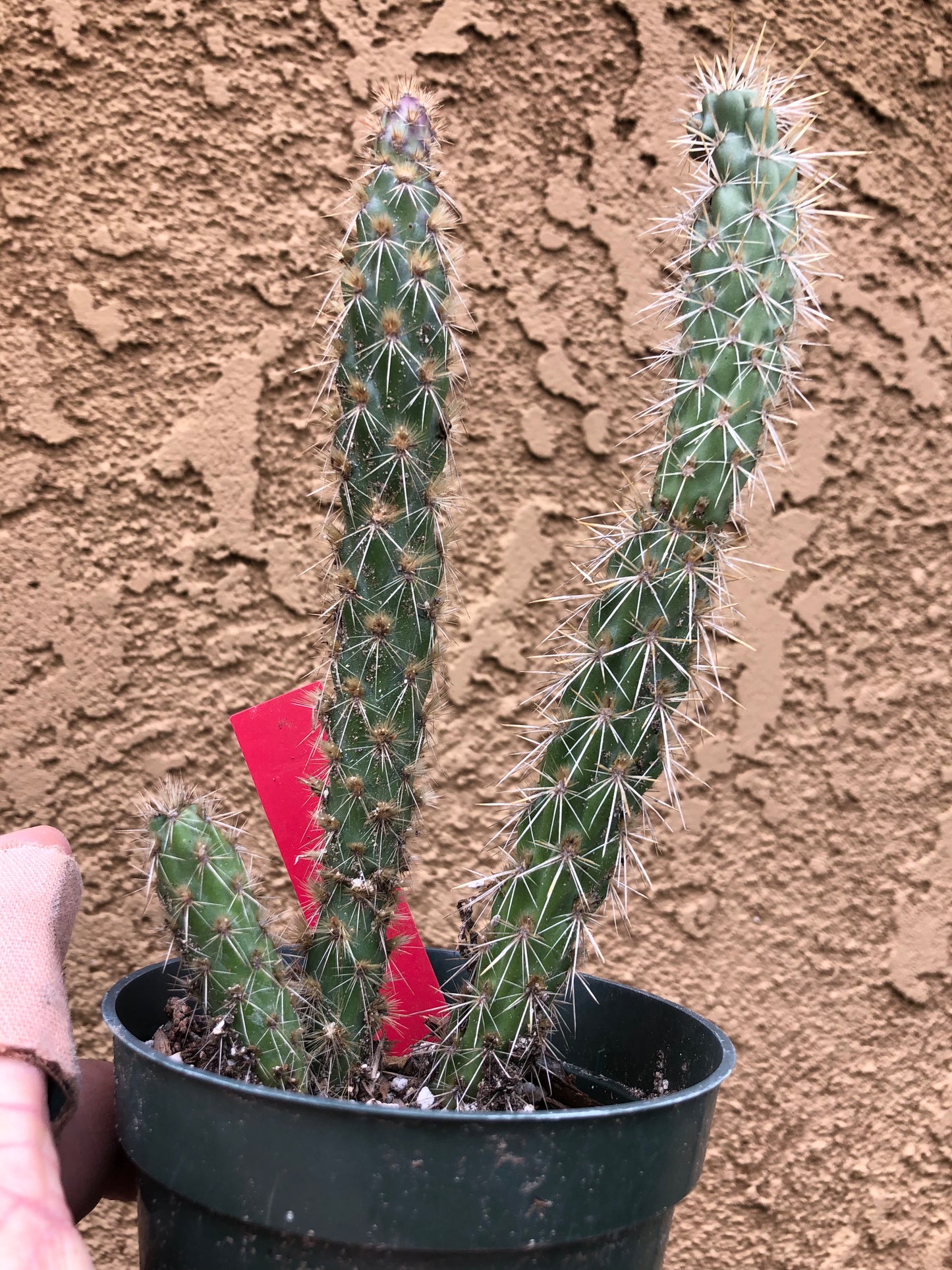 Cylindropuntia imbricata Buckhorn Cholla 7”Tall #77R