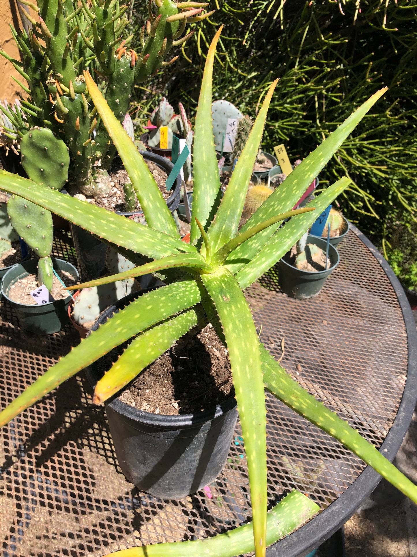 Aloe dorotheae 12" Tall 19" Wide #191Y
