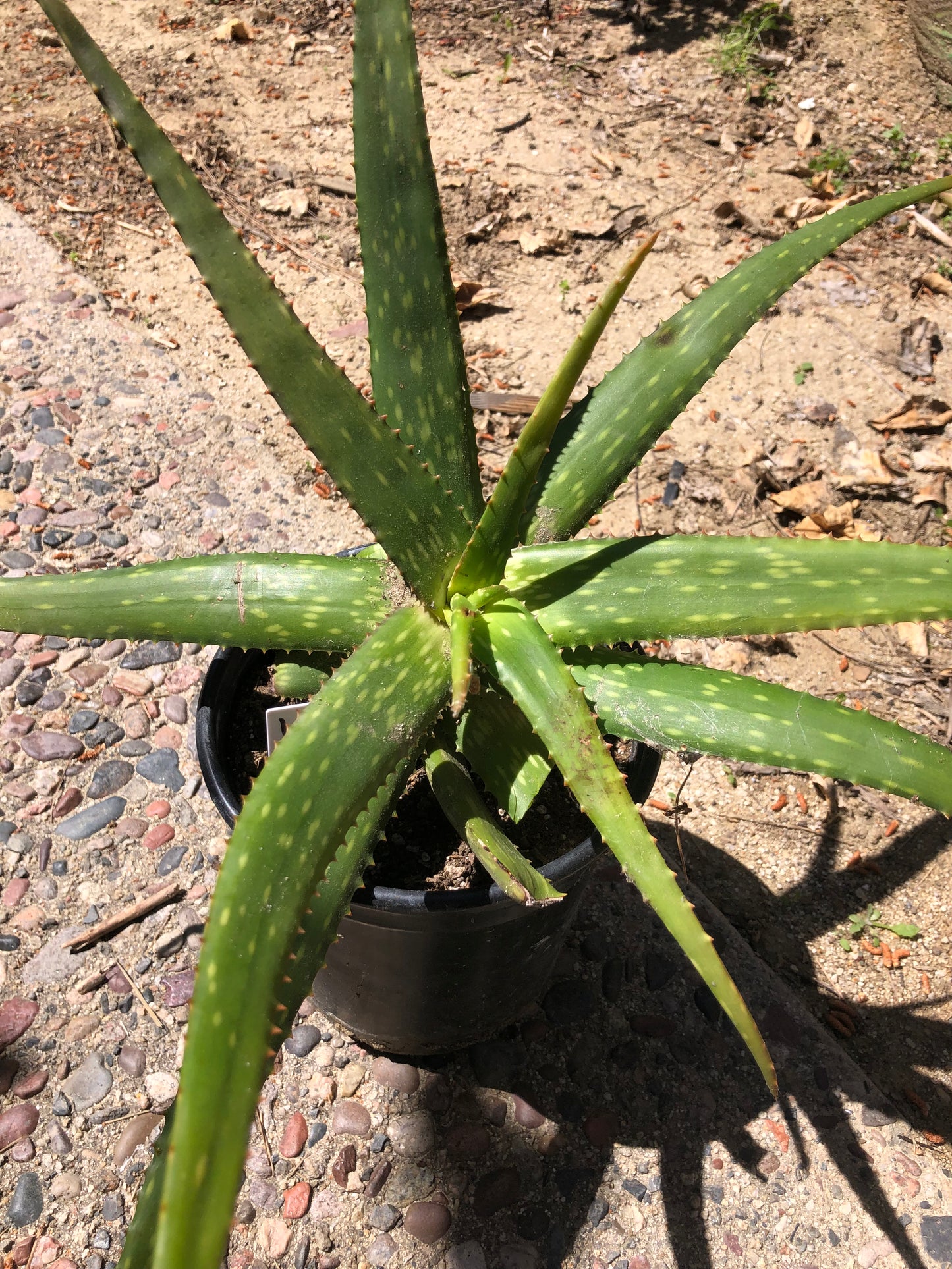 Aloe dorotheae 14" Tall 18" Wide #1W
