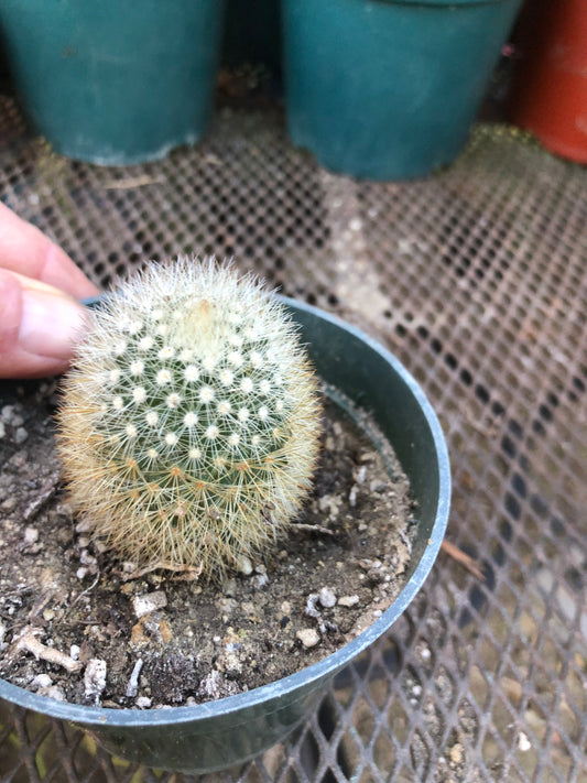 Notocactus Parodia scopa Silver Ball/Snowball Cactus 2" Tall #101R