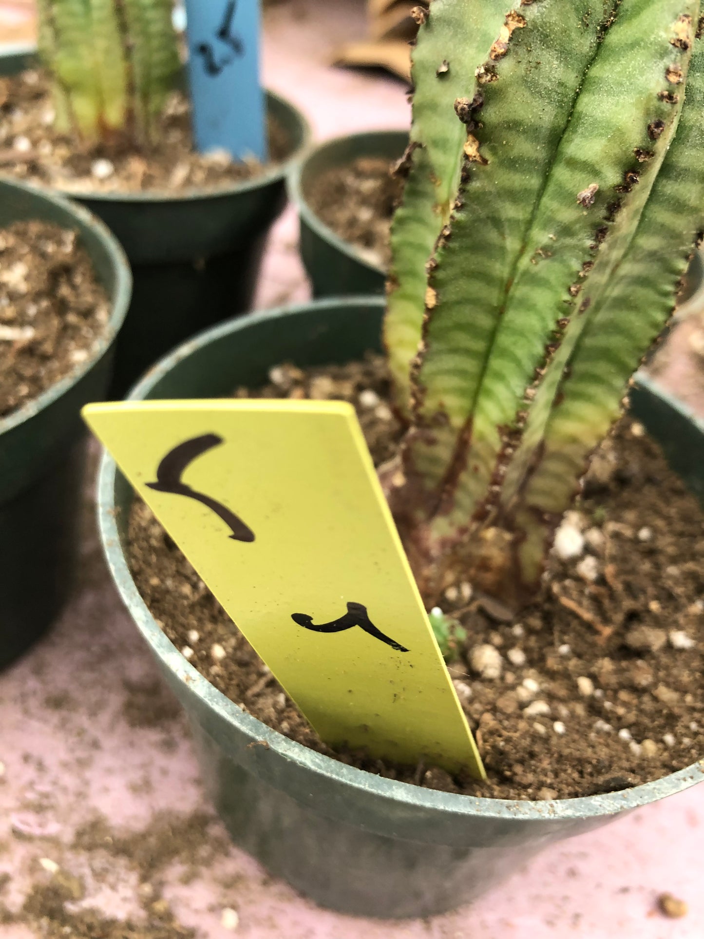 Euphorbia anoplia Green Tanzanian Zipper 4"Tall #5Y