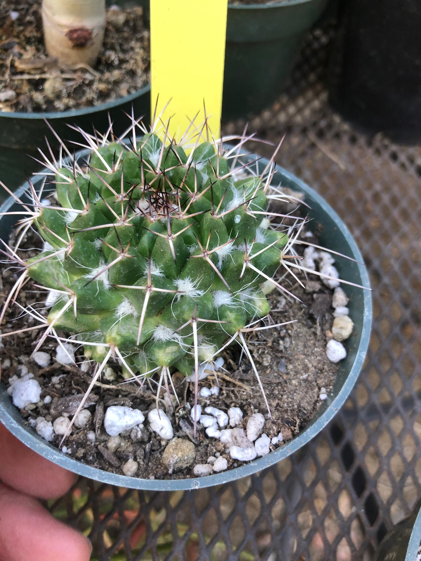 Mammillaria nejapensis Silver Arrows  2.25” Wide#102Y