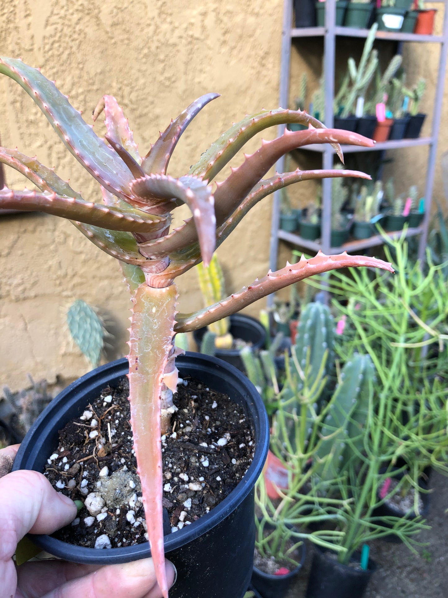 Aloe congolensis Congo Hybrid Succulent 7”Tall 6"Wide #3Y
