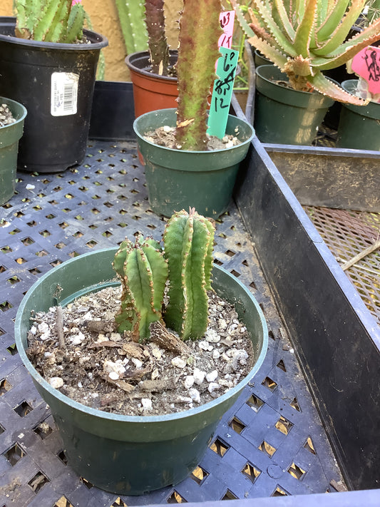 Euphorbia anoplia Green Tanzanian Zipper 2"Tall  #209G