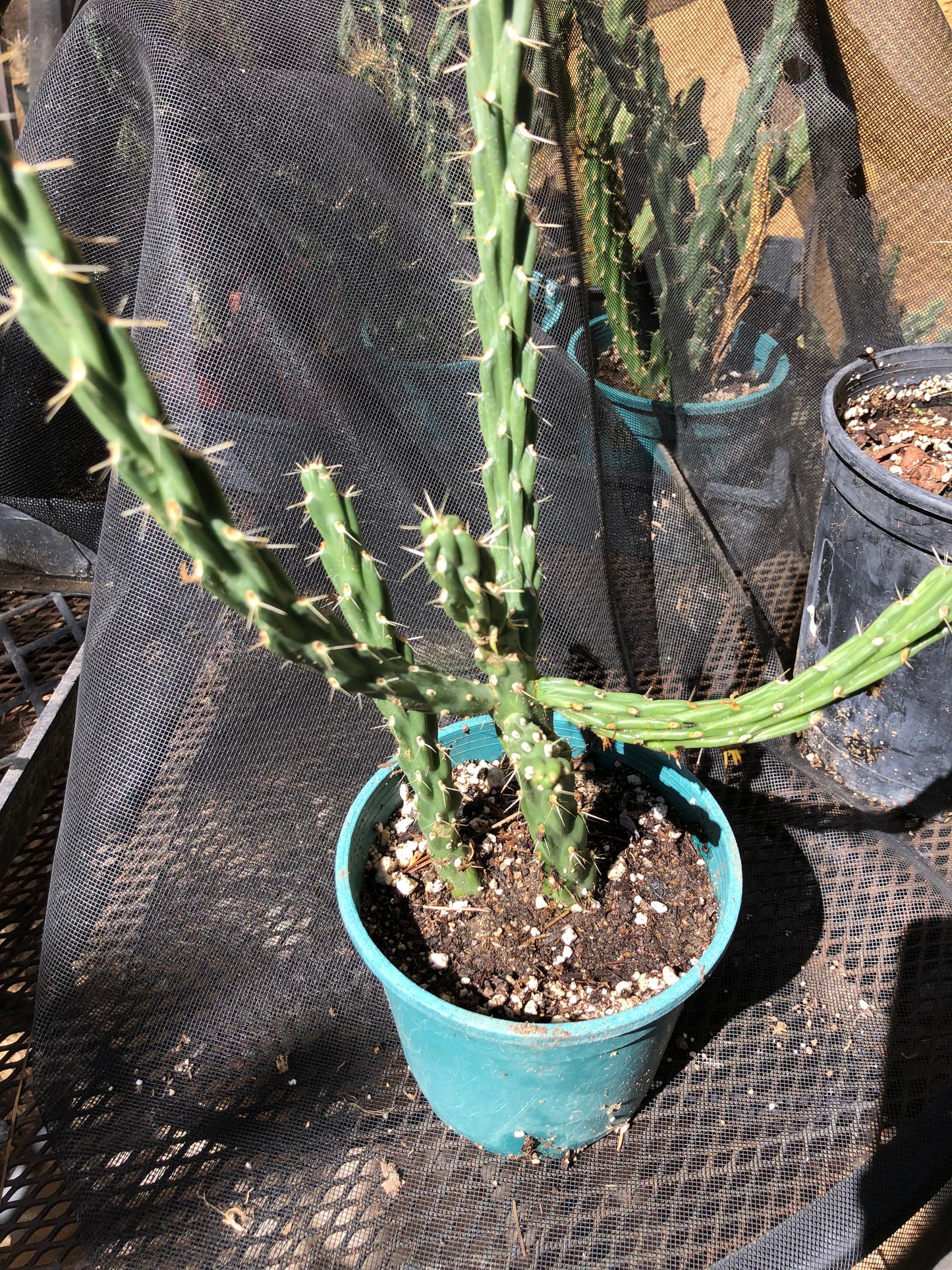 Cholla Cylindropuntia Imbricata  Buckhorn 14”Tall #14P